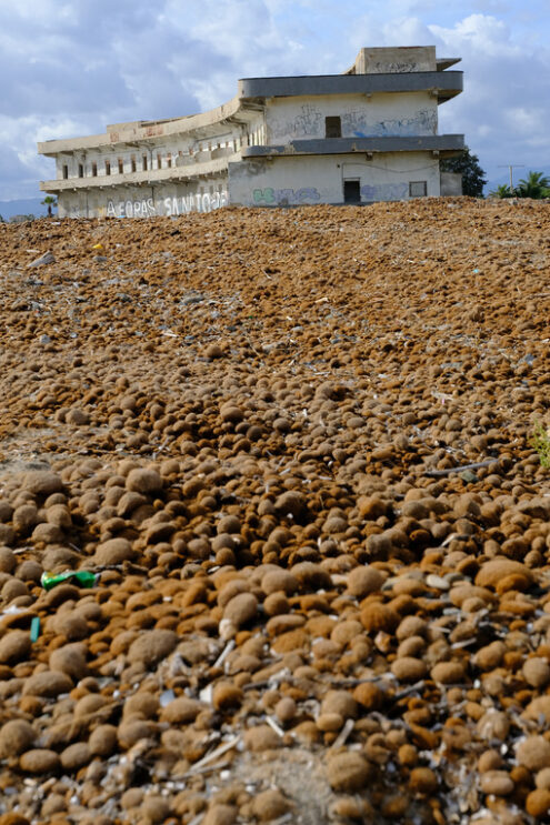 Sea debris. Heap of sea balls or neptune balls. Stock photos. - MyVideoimage.com | Foto stock & Video footage