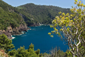 Sea vegetation. Seascape near the Cinque Terre, in Liguria, Framura, Italy. A blue sea with sheer mountains. Mediterranean trees and vegetation. - MyVideoimage.com | Foto stock & Video footage