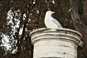 Seagull in Rome. Seagull rests on a marble column. Tree fronds background. - MyVideoimage.com | Foto stock & Video footage