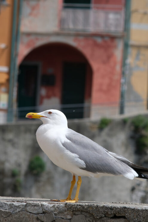 Seagull in the Cinque Terre. Young seagull photographed in the town of Riomaggiore in the Cinque Terre. Background with typical  houses. - MyVideoimage.com | Foto stock & Video footage