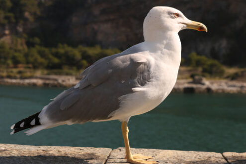 Seagull walks on the parapet in Portovenere, near the Cinque Terre. - MyVideoimage.com | Foto stock & Video footage