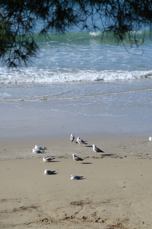 Seagulls crouched on the beach. Vertical photo of the sea and the beach of Lerici in Liguria. - MyVideoimage.com | Foto stock & Video footage