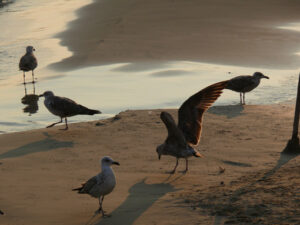 Seagulls on the golden beach with sunset light. - MyVideoimage.com