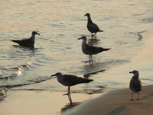 Seagulls on the golden beach with sunset light. - MyVideoimage.com