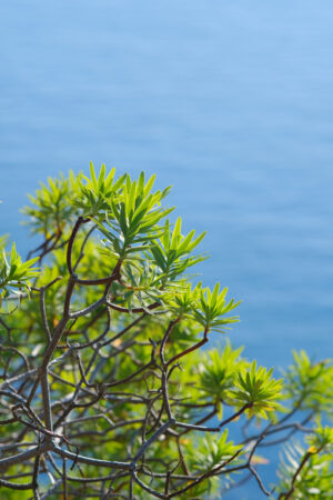 Seascape of Liguria. Panorama with the sea of the Cinque Terre in Liguria. Bushes of Euphorbia. - MyVideoimage.com | Foto stock & Video footage