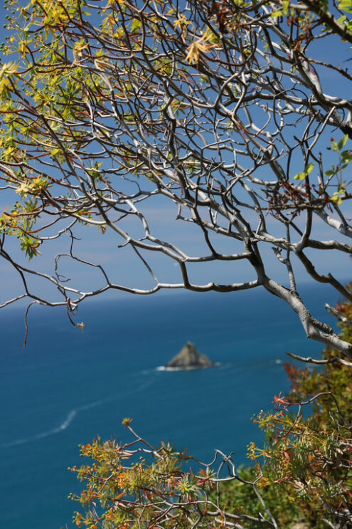 Seascape with bush. Liguria. Hills of the Cinque Terre with typical Mediterranean vegetation. Euphorbia. Foto con sfondo mare. - MyVideoimage.com | Foto stock & Video footage