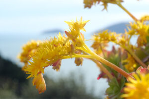 Sedum flowers. Macro Photo of Sedum Palmeri. Succulent plant with yellow flowers. Background the sea of Liguria. - MyVideoimage.com | Foto stock & Video footage