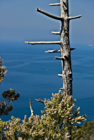 Sentieri Cinque Terre. Bonassola, near Cinque Terre, Liguria. A dead tree trunk against - MyVideoimage.com | Foto stock & Video footage