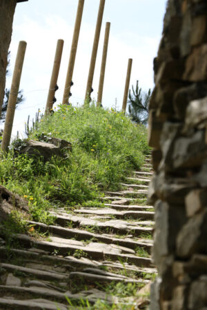 Sentiero Cinque Terre. Path on the hills of the Cinque Terre used to reach the vineyards. - MyVideoimage.com | Foto stock & Video footage