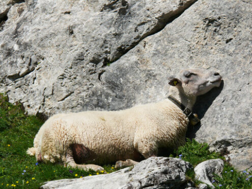 Sheep sleeps on a rock - MyVideoimage.com