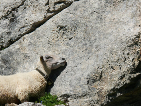 Sheep sleeps on a rock - MyVideoimage.com