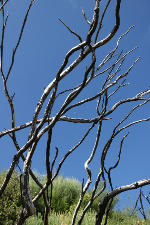 Shrubs burned by fire on the background of blue sky. - MyVideoimage.com | Foto stock & Video footage