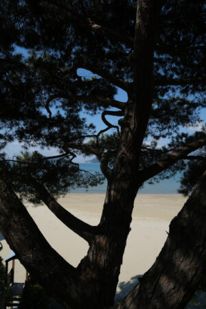 Silhouette of a pine tree trunk with the background the beach and the sea of the gulf of La Spezia. - MyVideoimage.com | Foto stock & Video footage