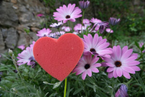 Simbolo dell’amore. Red heart in foam in the shape of a flower. Garden with pink daisies in bloom with a heart symbolizing love. - MyVideoimage.com | Foto stock & Video footage