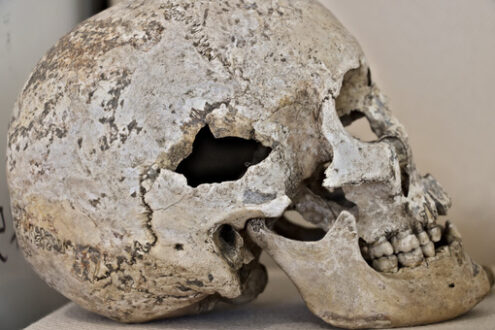 Skull. Ancient human skull. Bones of an ancient Roman skull. - MyVideoimage.com | Foto stock & Video footage