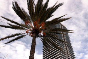 Skyscraper on the barcelona waterfront with palm tree. Barcellona foto. Barcelona photo.