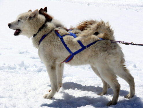 Sled dogs in the snow. Foto animali. Animal photos. Cani da slitta