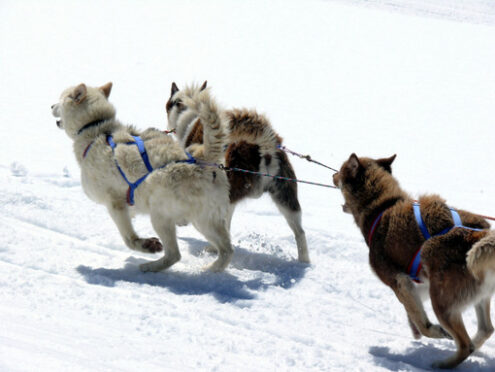 Sled dogs in the snow. Cani da slitta.