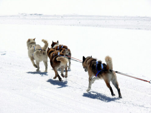 Sled dogs in the snow. Foto animali. Animal photos. Cani da slitta