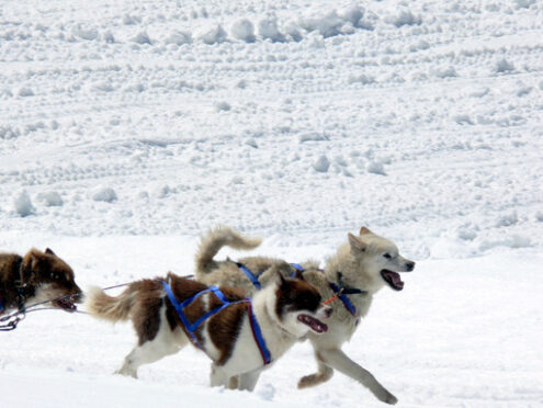 Sled dogs in the snow. Foto animali. Animal photos. Cani da slitta