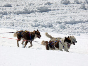 Sled dogs in the snow. Foto animali. Animal photos. Cani