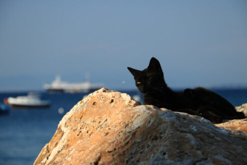 Sleepy black cat rests lying on a rock by the sea. In the backgr - MyVideoimage.com