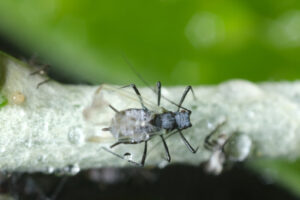 Small aphid. Parasites on the stem of a Mediterranean plant leaf. Stock photos. - MyVideoimage.com | Foto stock & Video footage