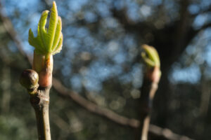 Small fig. Sprouts of fig plant in spring. Small fig and tiny leaf sprouting from the branches. - MyVideoimage.com | Foto stock & Video footage