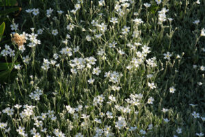 Small flowers. White cerastium flowers seen from above move in the wind. Spring flowering of small flowers. - MyVideoimage.com | Foto stock & Video footage