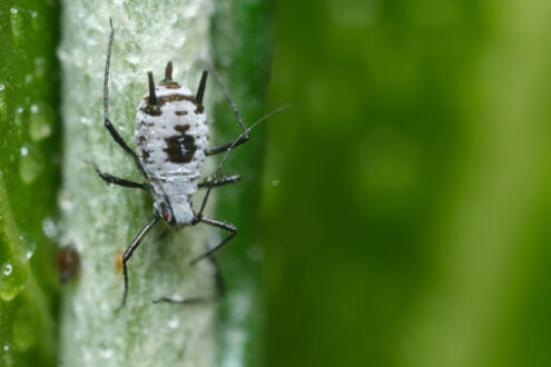 Small insect. Parasites on the stem of a Mediterranean plant leaf. Stock photos. - MyVideoimage.com | Foto stock & Video footage