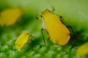 Small parasite. Yellow aphid on a leaf suck the sap of the plant. Stock photos. - MyVideoimage.com | Foto stock & Video footage