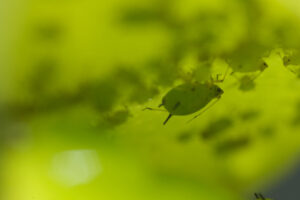 Small pests. Green aphids suck the sap from a leaf. Stock photos. - MyVideoimage.com | Foto stock & Video footage