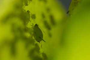 Small plant pests. Green aphids suck the sap from a leaf. Stock photos. - MyVideoimage.com | Foto stock & Video footage