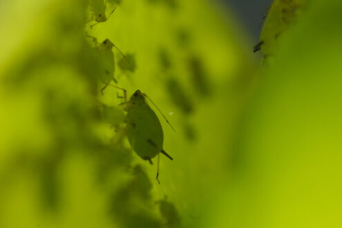 Small plant pests. Green aphids suck the sap from a leaf. Stock photos. - MyVideoimage.com | Foto stock & Video footage