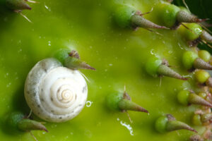 Small snail. Snail among the cactus leaf thorns. Stock photos. - MyVideoimage.com | Foto stock & Video footage