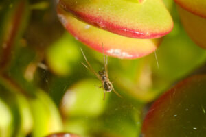 Small spider on leaves. Small spider with spider web on the leaves of the succulent plant. - MyVideoimage.com | Foto stock & Video footage