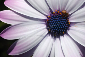 Small spider on the corolla of an African daisy. Flower with white petals and yellow pollen. - MyVideoimage.com | Foto stock & Video footage