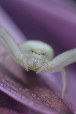 Small spider. Beautiful white spider on a purple flower. Stock photos. - MyVideoimage.com | Foto stock & Video footage