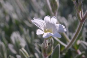 Small white flower. Cerastium flower. Macro Photo of a flowering perennial plant. - MyVideoimage.com | Foto stock & Video footage