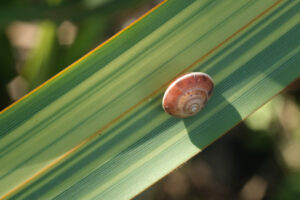 Snail on a green and yellow lanceolate leaf. Formium (Phormium) variegated. Detail macro. - MyVideoimage.com