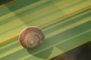 Snail on a leaf. Snail on a green and yellow lanceolate leaf. Formium (Phormium) variegated. Detail macro. - MyVideoimage.com | Foto stock & Video footage