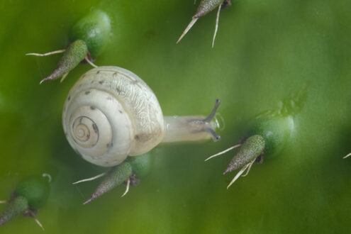 Snail. Snail among the cactus leaf thorns. Stock photos. - MyVideoimage.com | Foto stock & Video footage