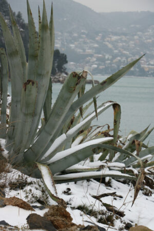 Snow on the cliff. Snow fell on the cliff and on an agave plant in Liguria, near the Cinqua Terre. - MyVideoimage.com | Foto stock & Video footage