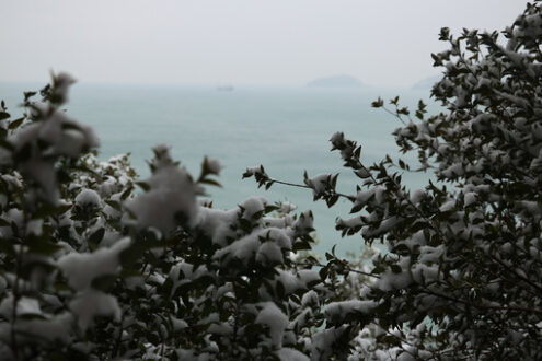 Snow on the sea. Snow fell on the leaves of the bushes by the sea in Liguria, near the Cinque Terre. - MyVideoimage.com | Foto stock & Video footage