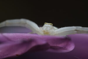 Spider close up. Beautiful white spider on a purple flower. Stock photos. - MyVideoimage.com | Foto stock & Video footage