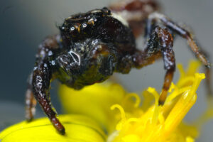 Spider eyes. Brown spider with hairs sitting on a yellow flower. Stock photos. - MyVideoimage.com | Foto stock & Video footage