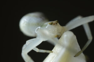 Spider eyes. White spider on the petals of a flower. Stock photos. - MyVideoimage.com | Foto stock & Video footage