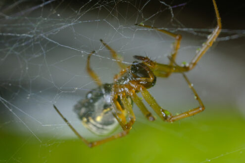 Spider in the web. Spider in its web. Stock photos. - MyVideoimage.com | Foto stock & Video footage