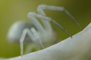 Spider legs. White spider on the petals of a flower. Stock photos. - MyVideoimage.com | Foto stock & Video footage