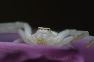 Spider macro. Beautiful white spider on a purple flower. Stock photos. - MyVideoimage.com | Foto stock & Video footage